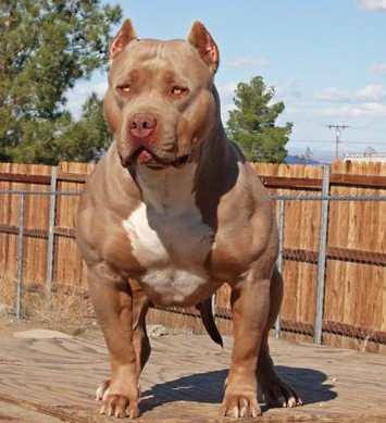 Dog Featured Image