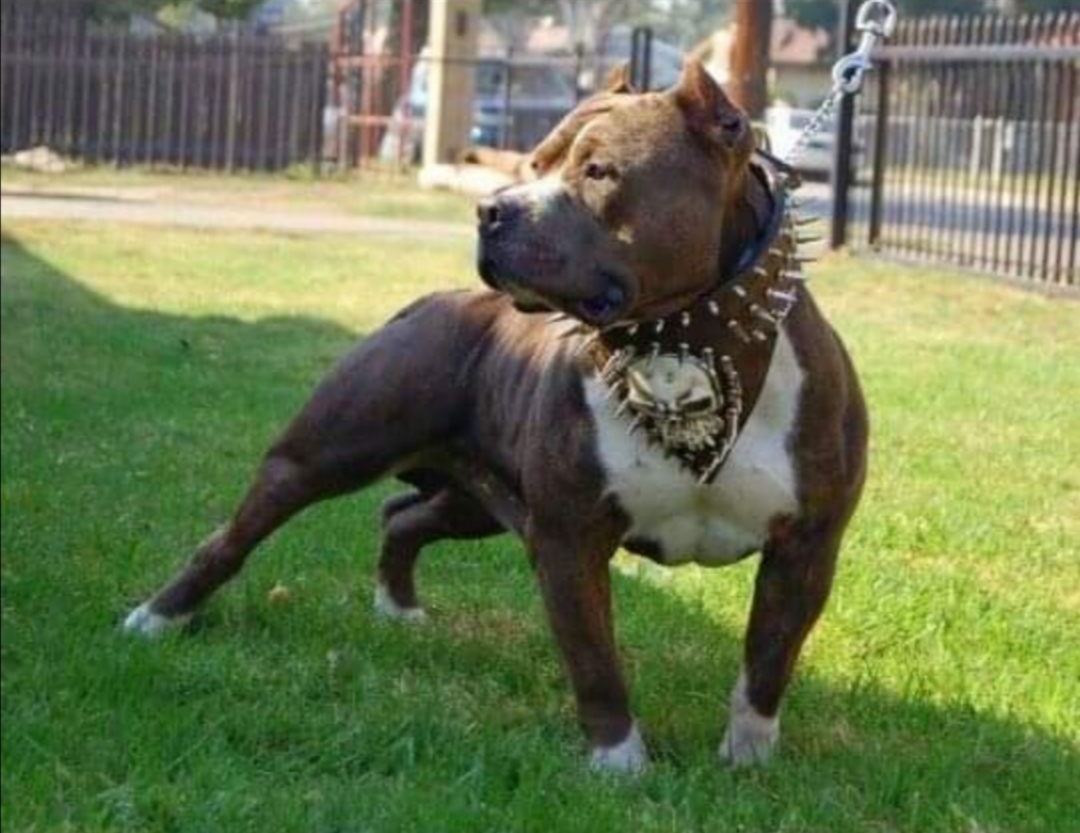 Dog Featured Image