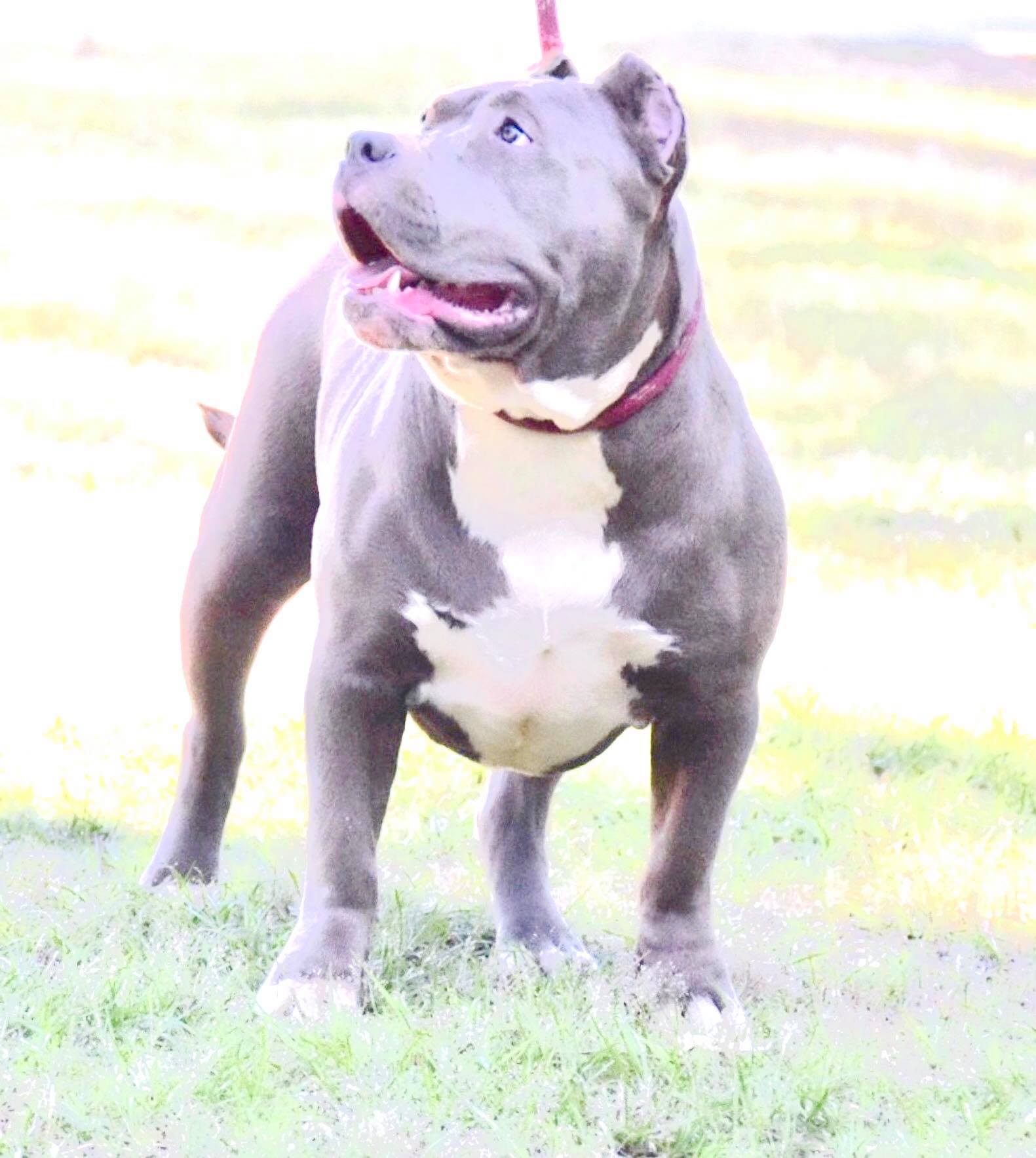 Dog Featured Image