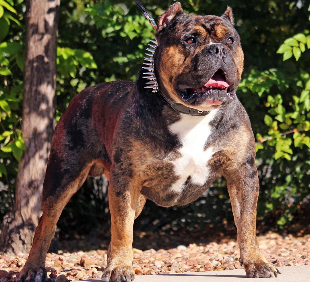 Dog Featured Image