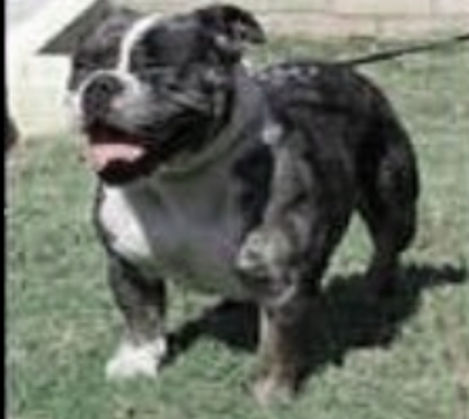Dog Featured Image