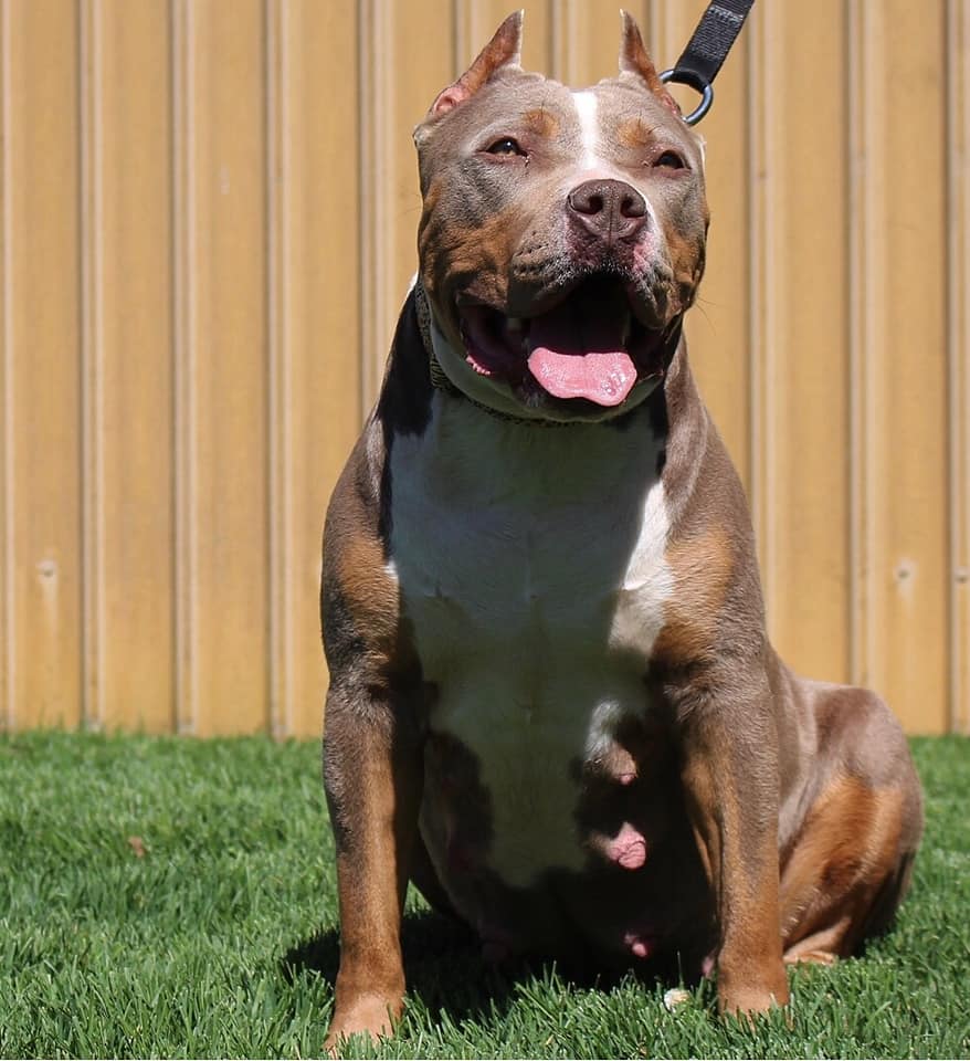 Dog Featured Image