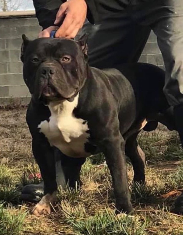 Dog Featured Image