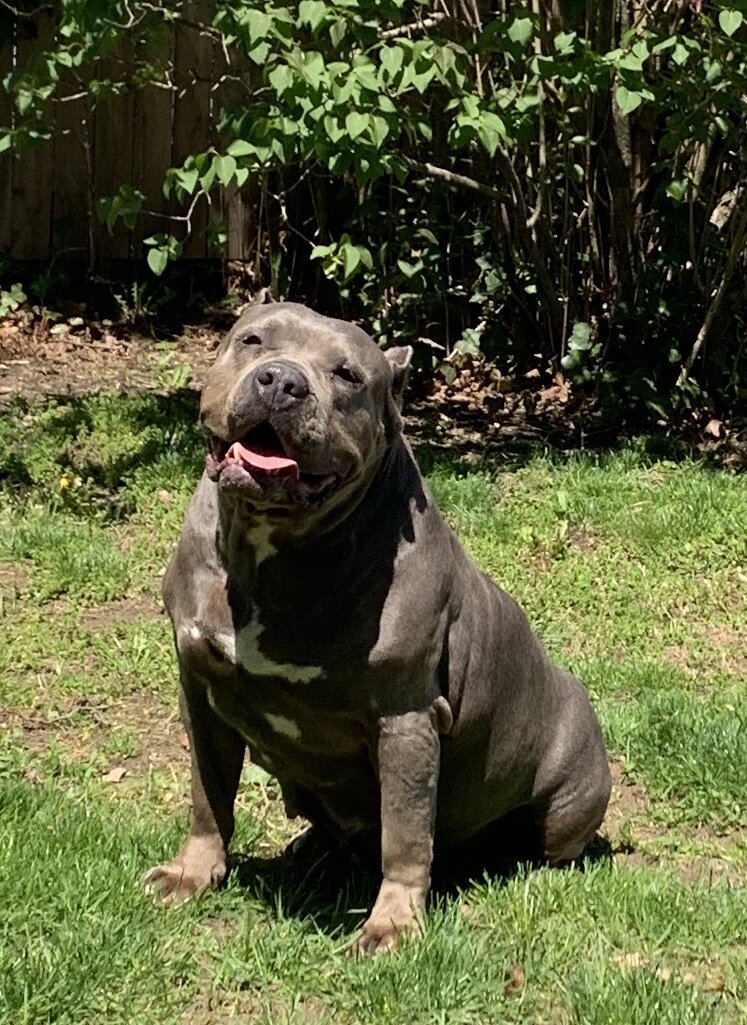 Dog Featured Image