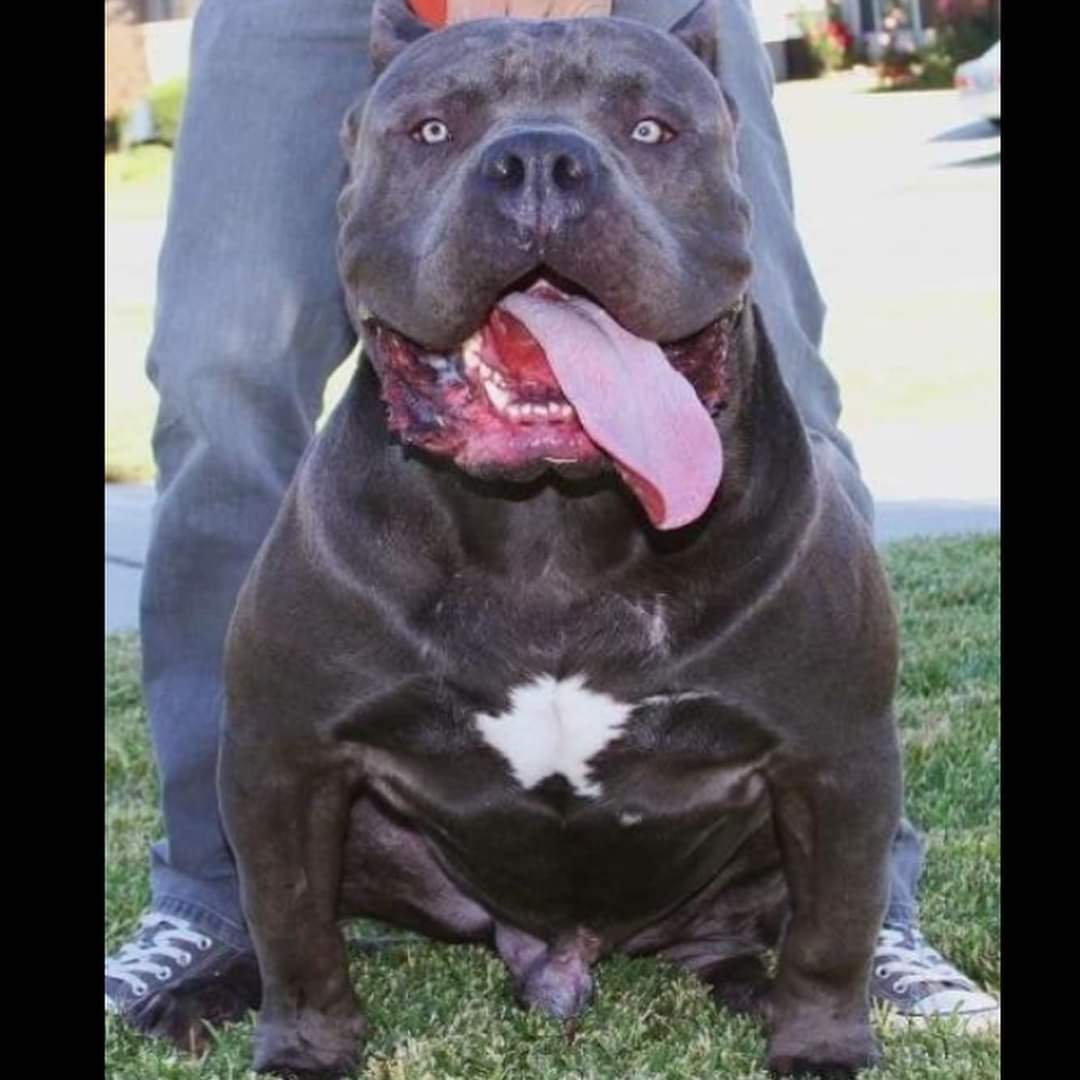 Dog Featured Image