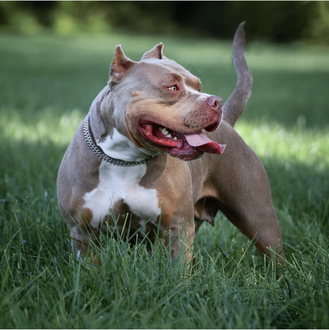 Dog Featured Image