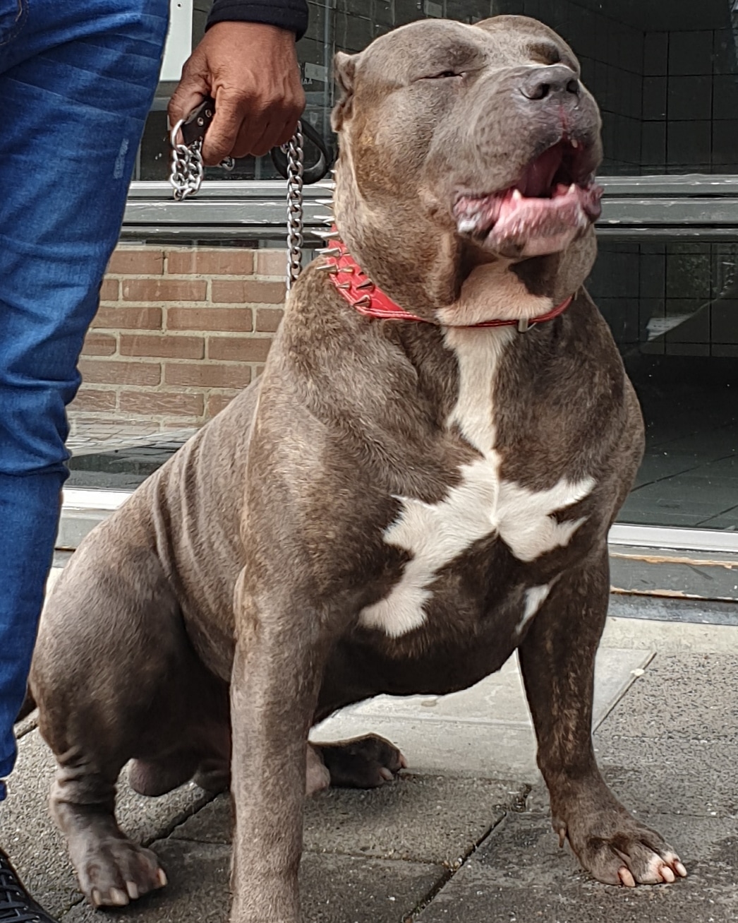 Dog Featured Image