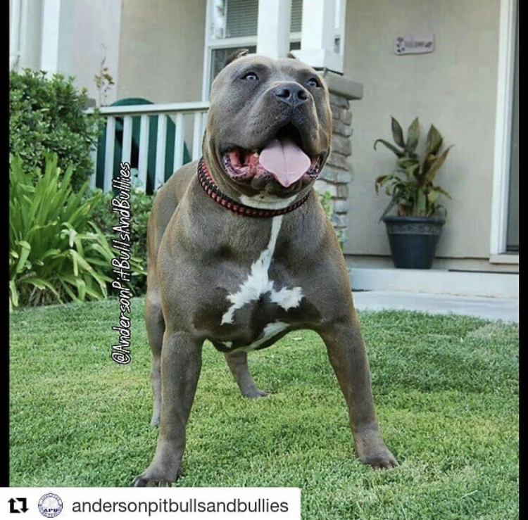 Dog Featured Image