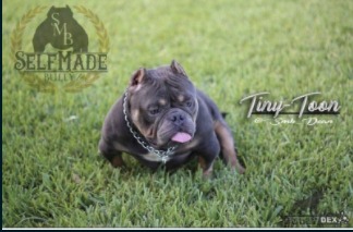 Dog Featured Image
