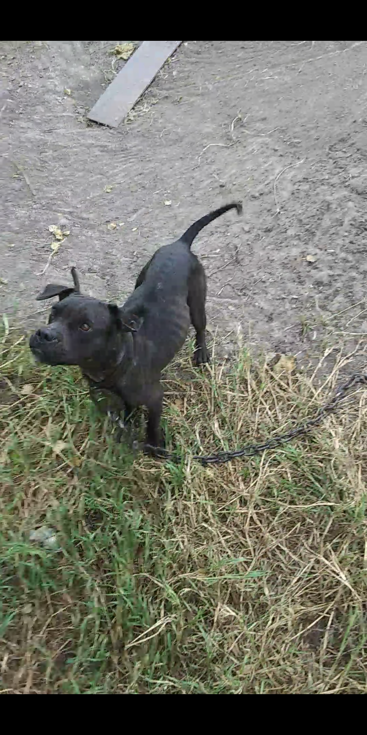 Dog Featured Image