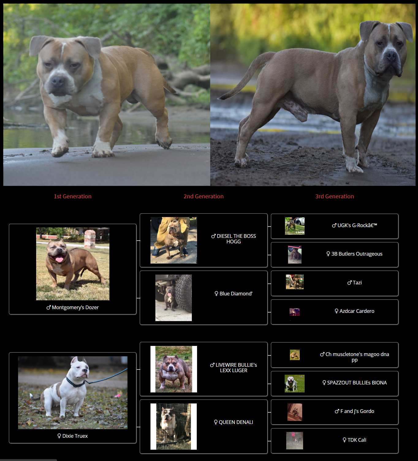 Dog Featured Image