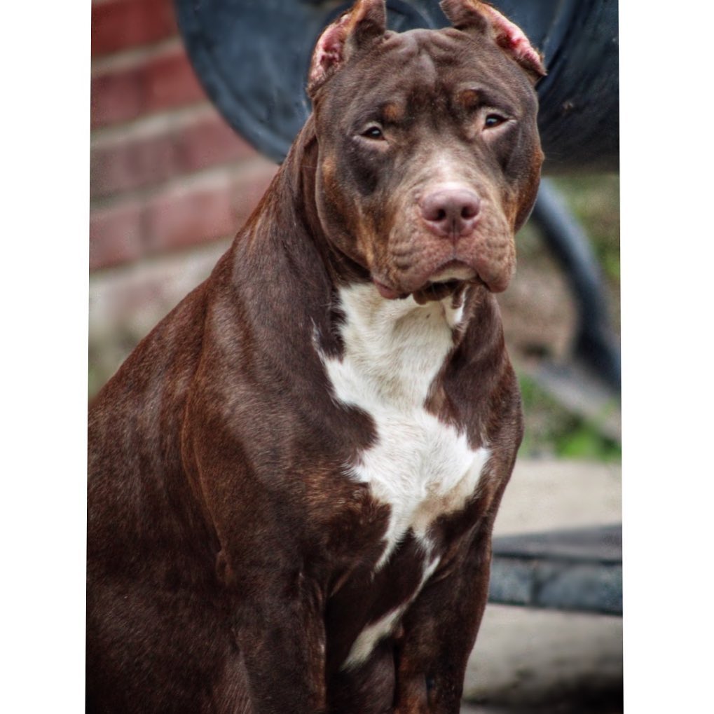 Dog Featured Image