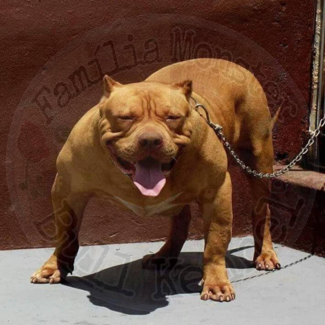 Dog Featured Image