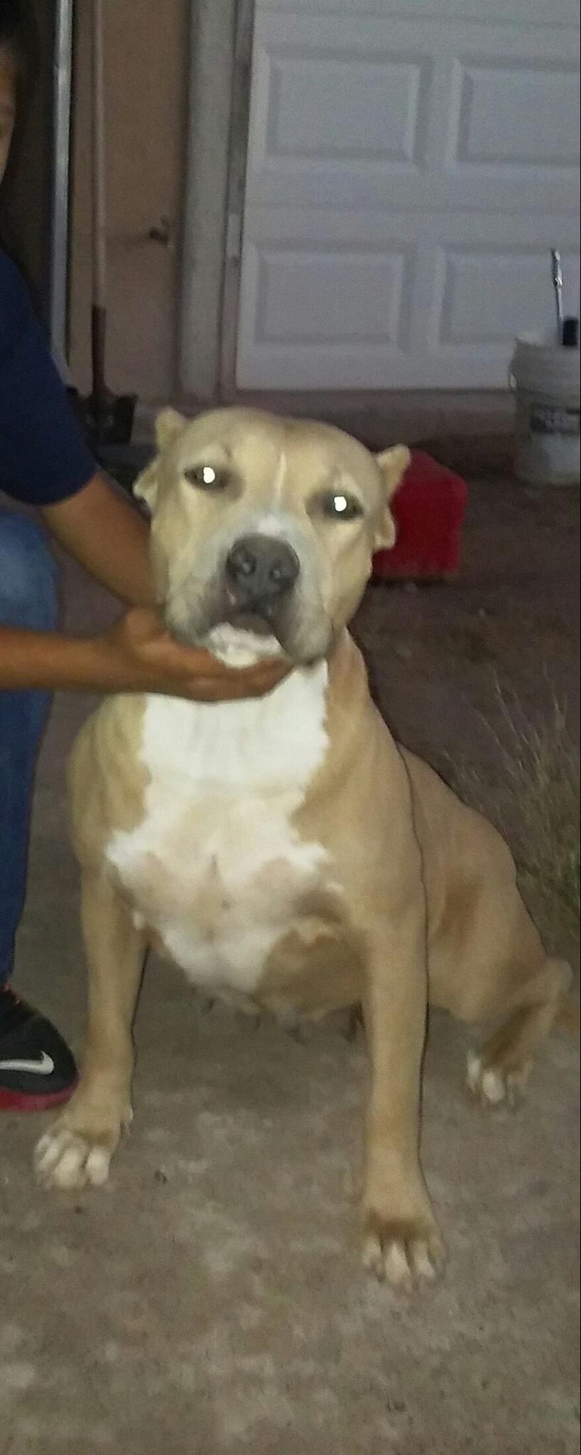 Dog Featured Image