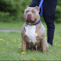 Dog Featured Image