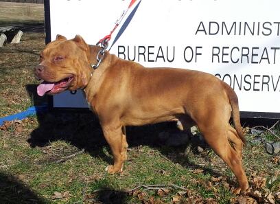 Dog Featured Image