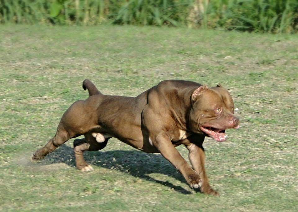 Dog Featured Image