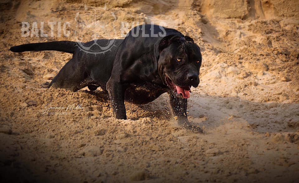 Dog Featured Image