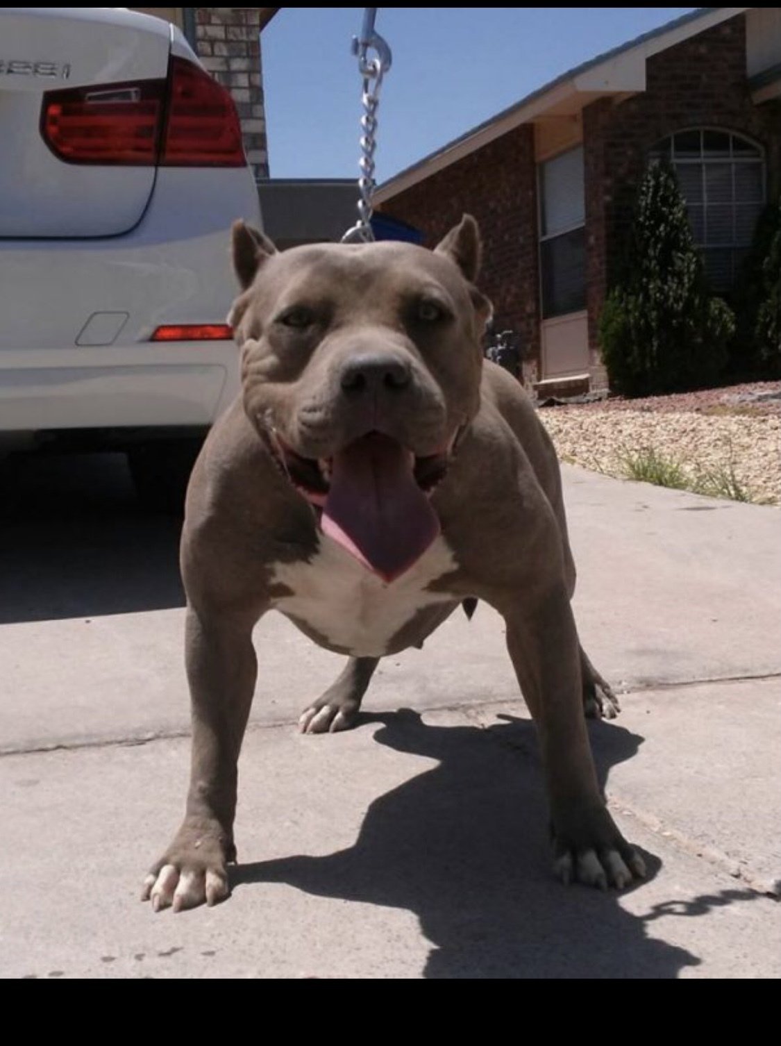 Dog Featured Image