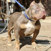 Dog Featured Image