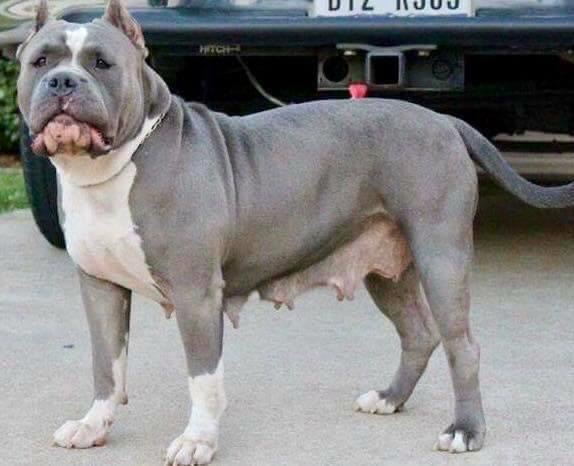 Dog Featured Image