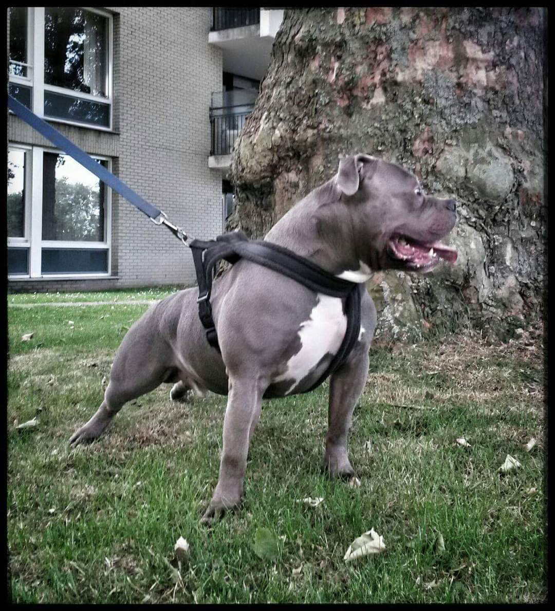Dog Featured Image