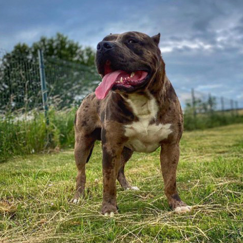Dog Featured Image