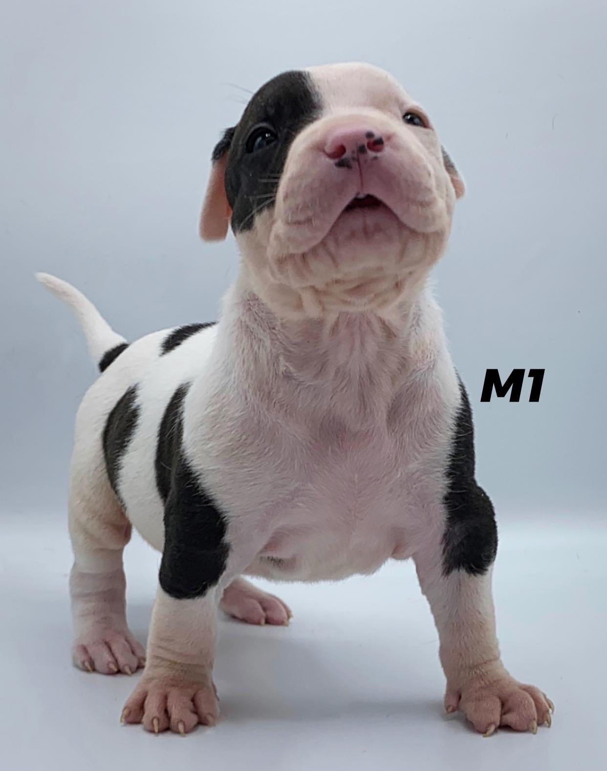 Dog Featured Image