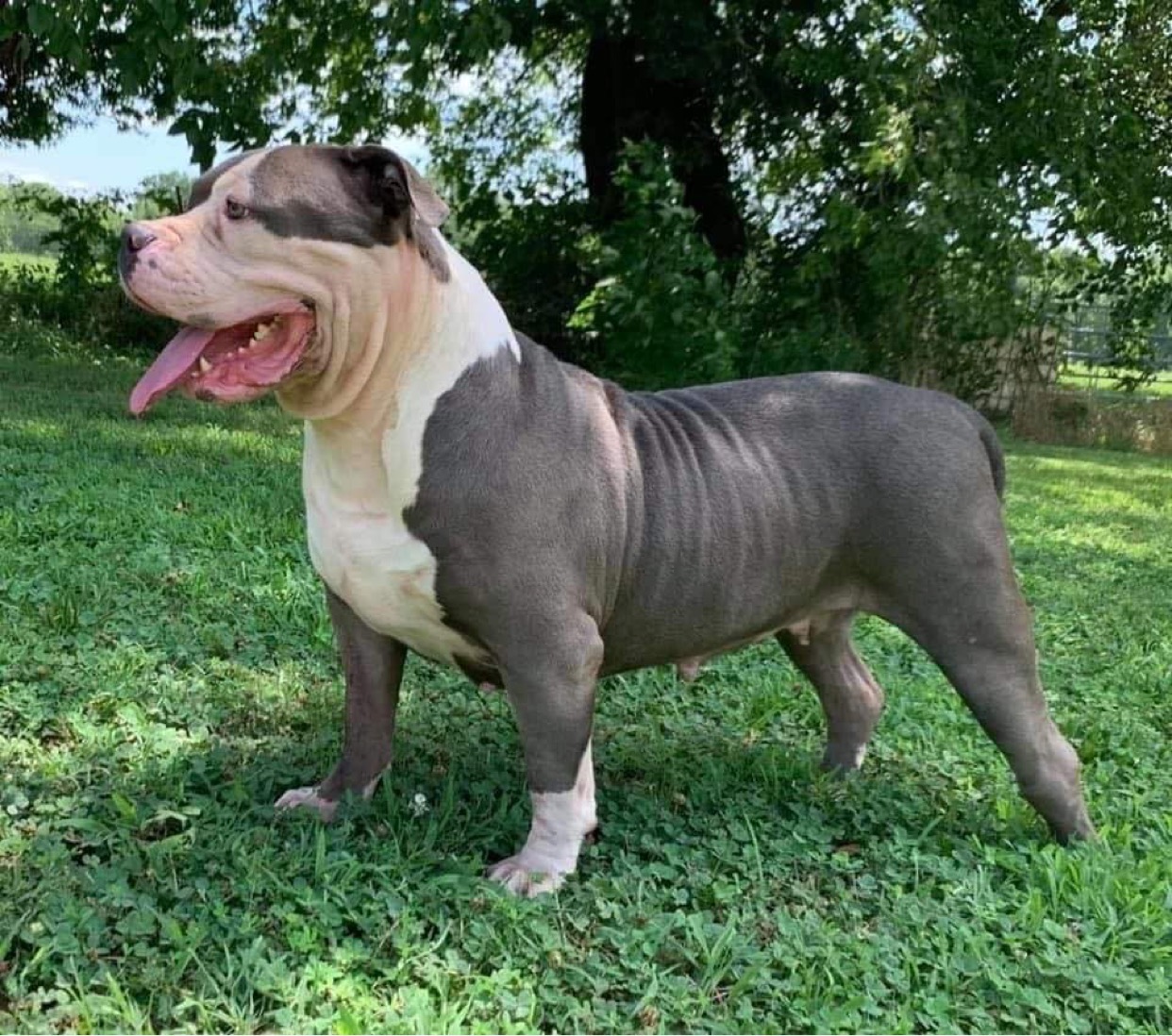 Dog Featured Image