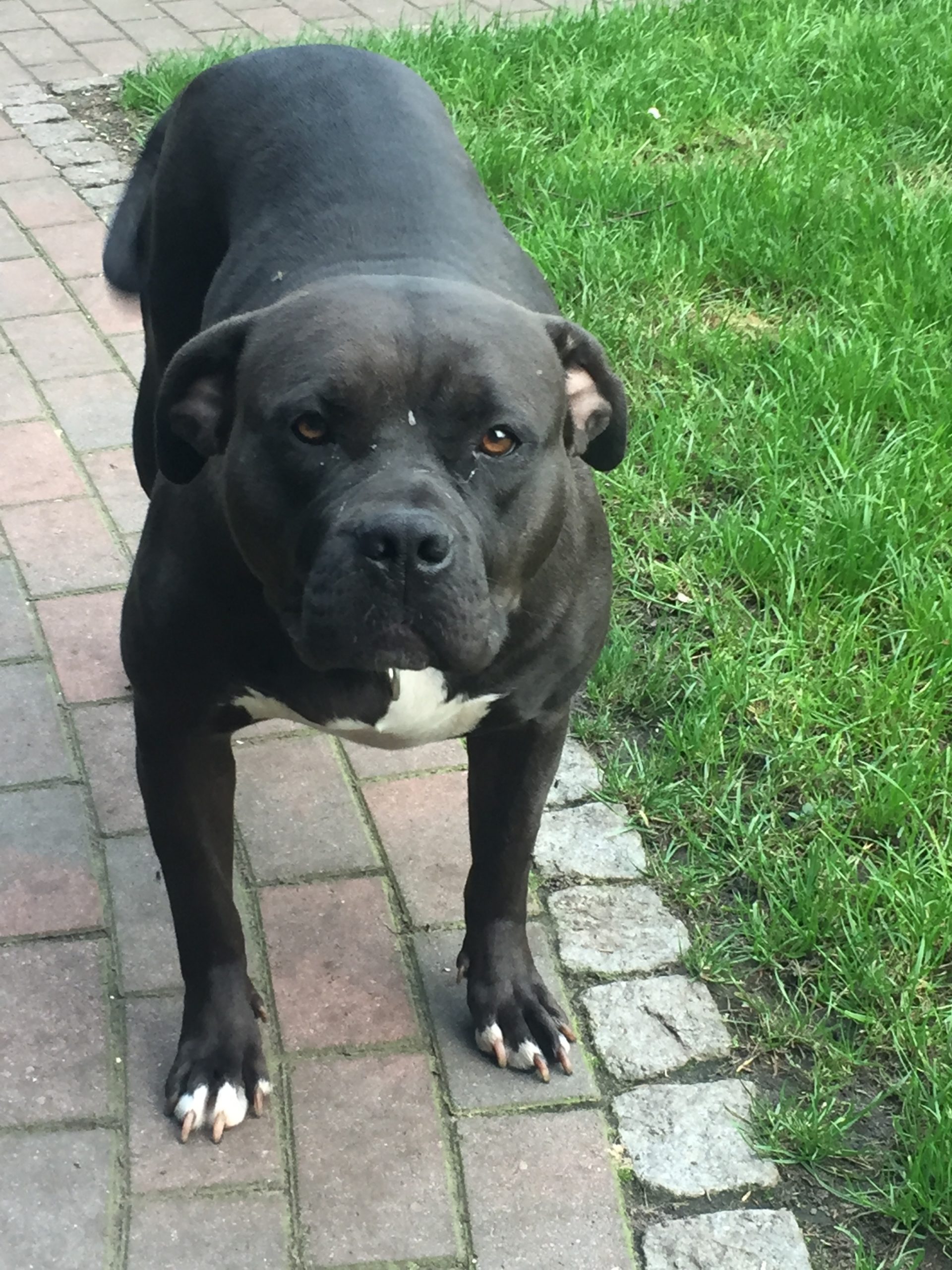 Dog Featured Image