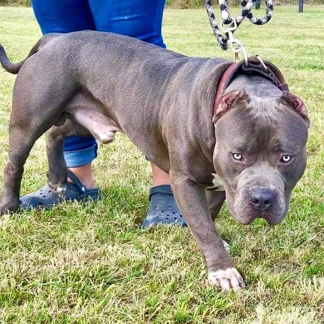 Dog Featured Image