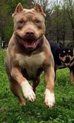 Dog Featured Image