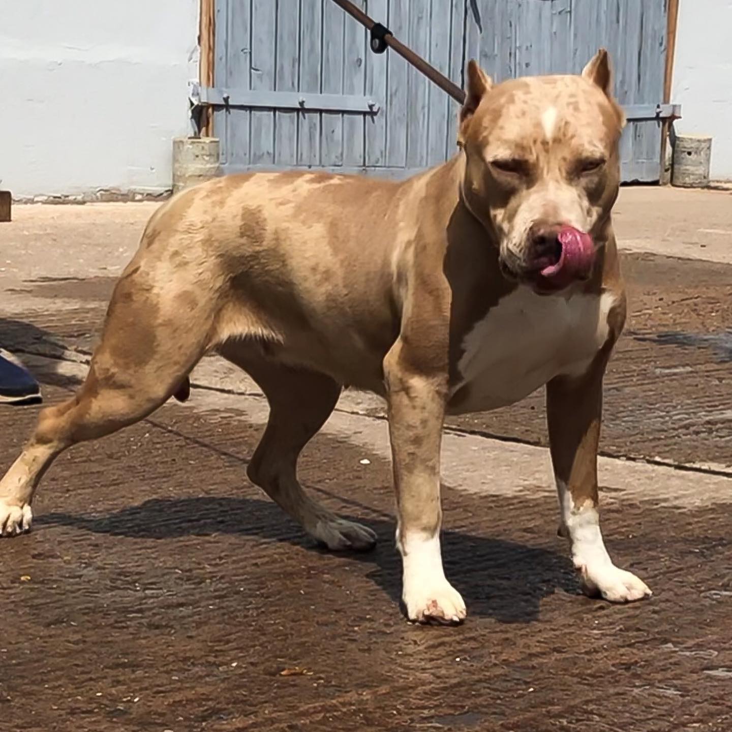 Dog Featured Image