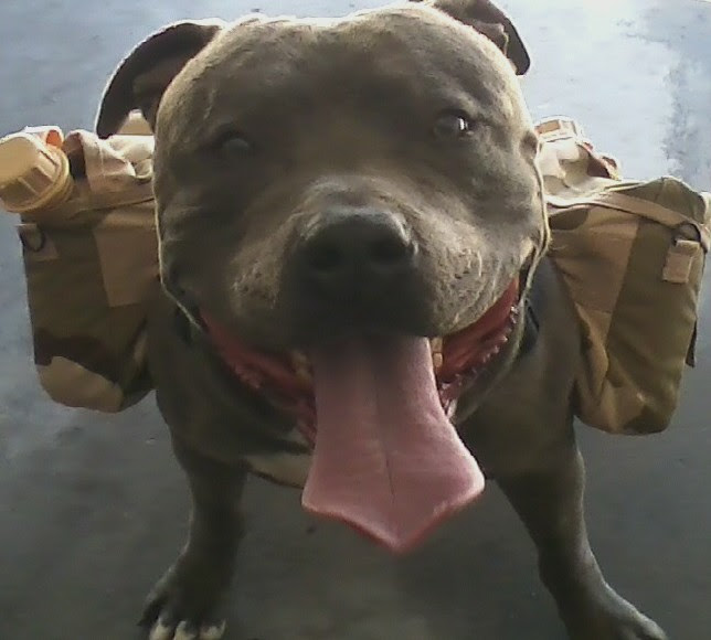 Dog Featured Image