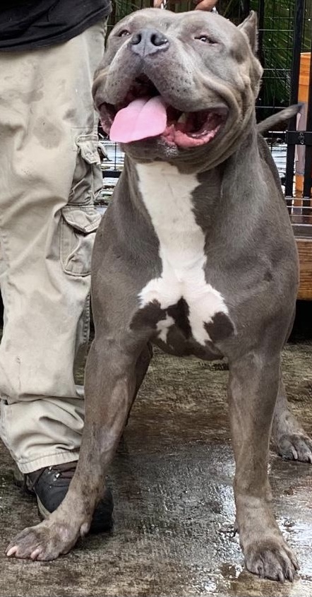 Dog Featured Image
