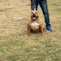 Dog Featured Image