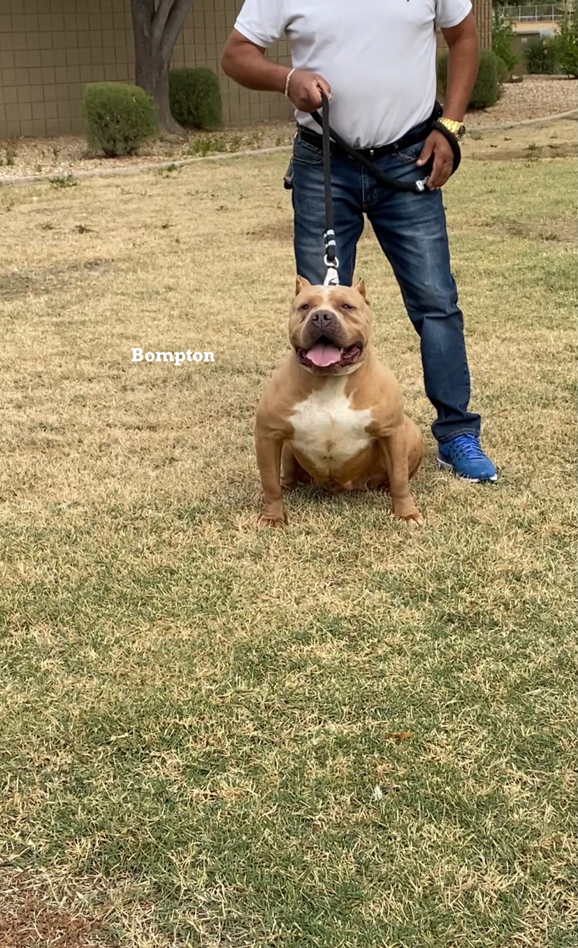 Dog Featured Image