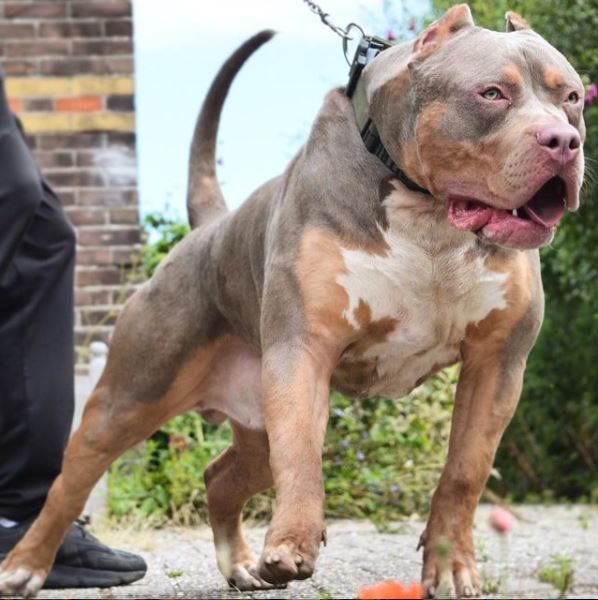 Dog Featured Image