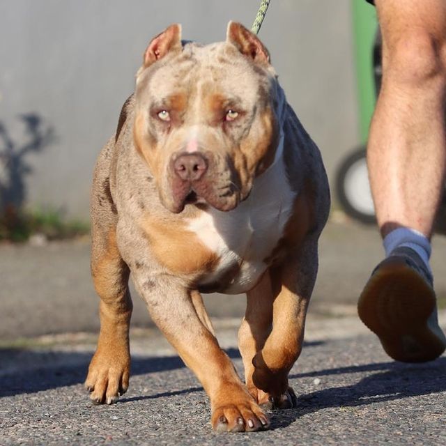 Dog Featured Image