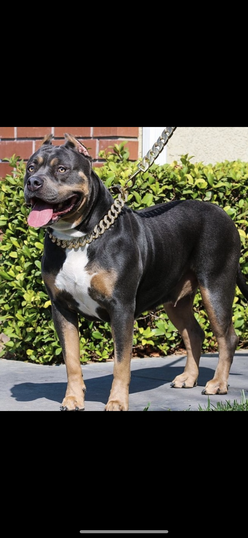 Dog Featured Image