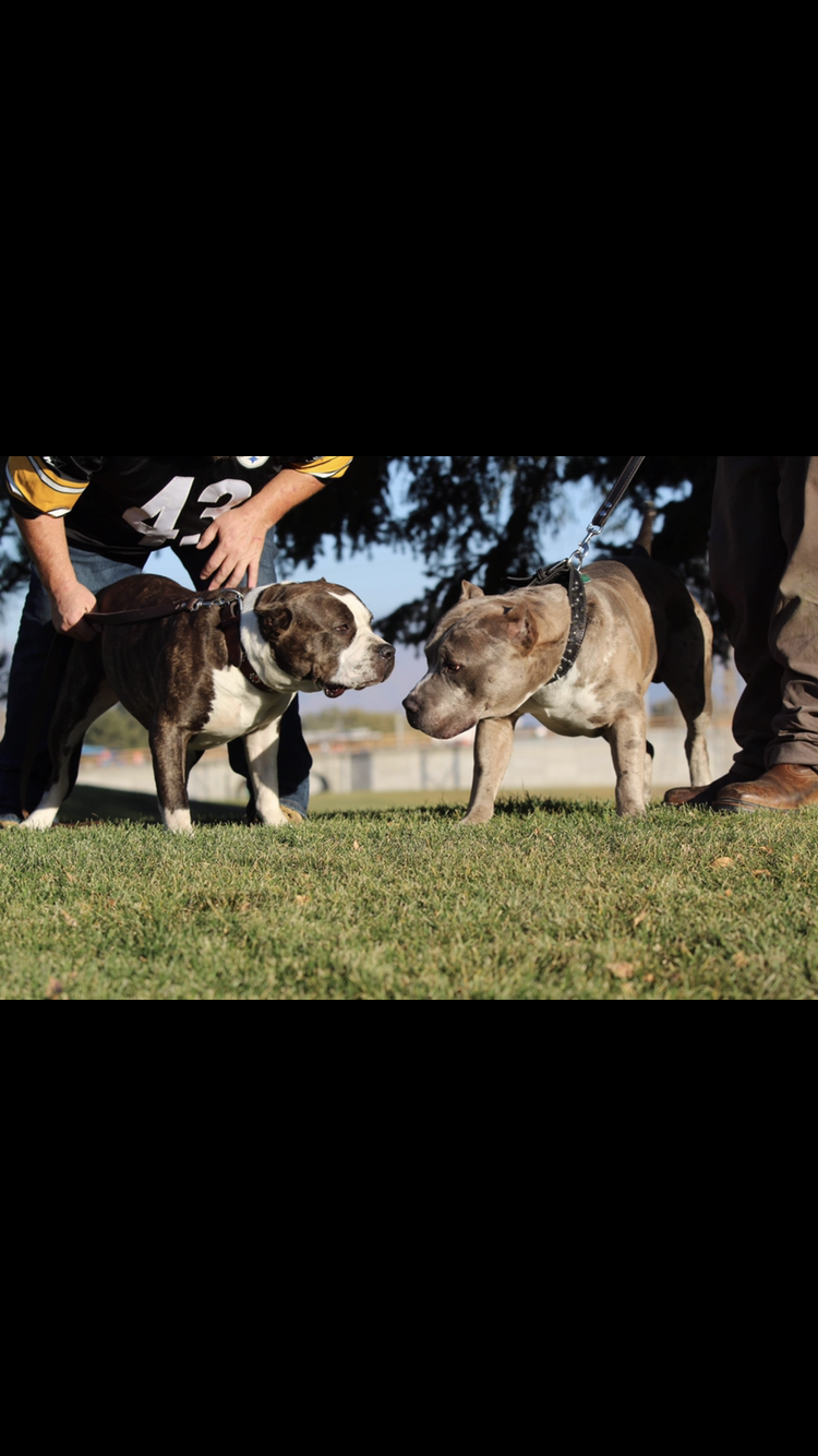 Dog Featured Image