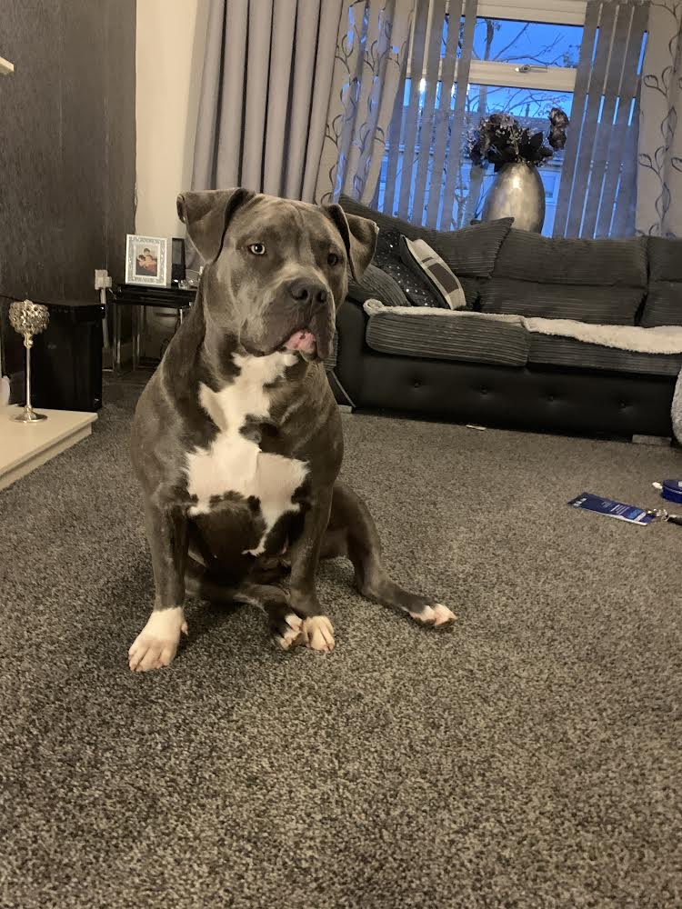 Dog Featured Image