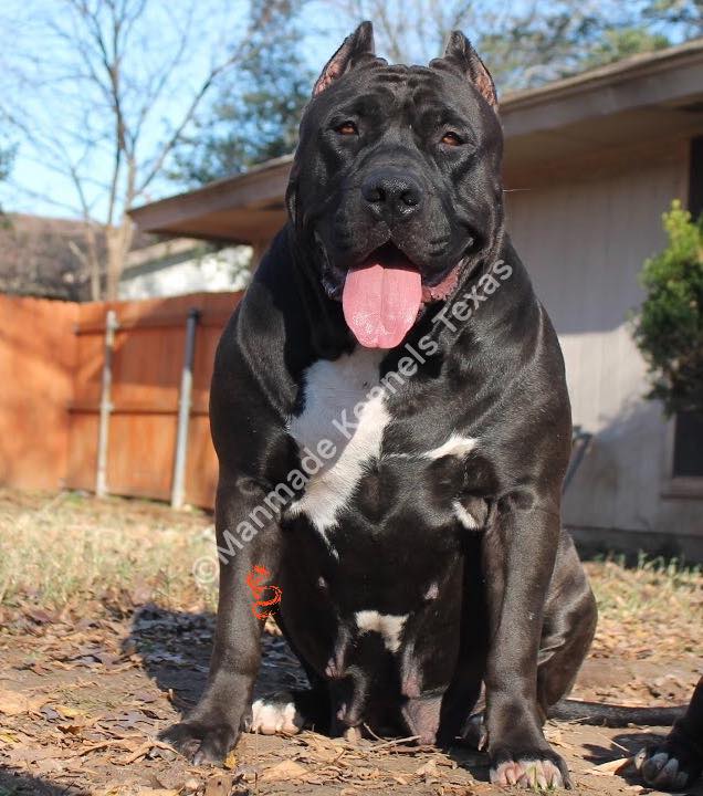 Dog Featured Image