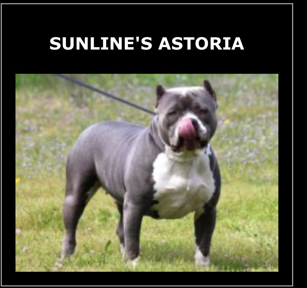 Dog Featured Image