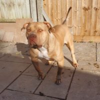 Dog Featured Image