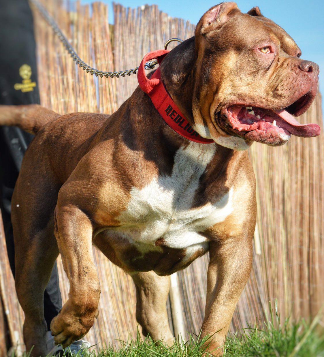 Dog Featured Image