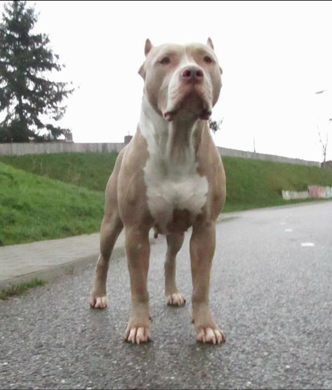 Dog Featured Image
