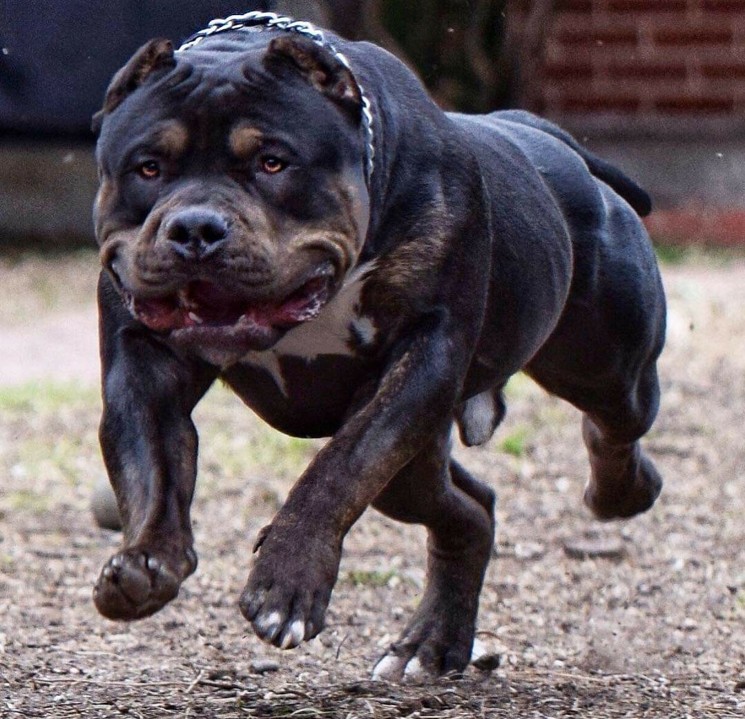 Dog Featured Image