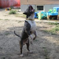 Dog Featured Image