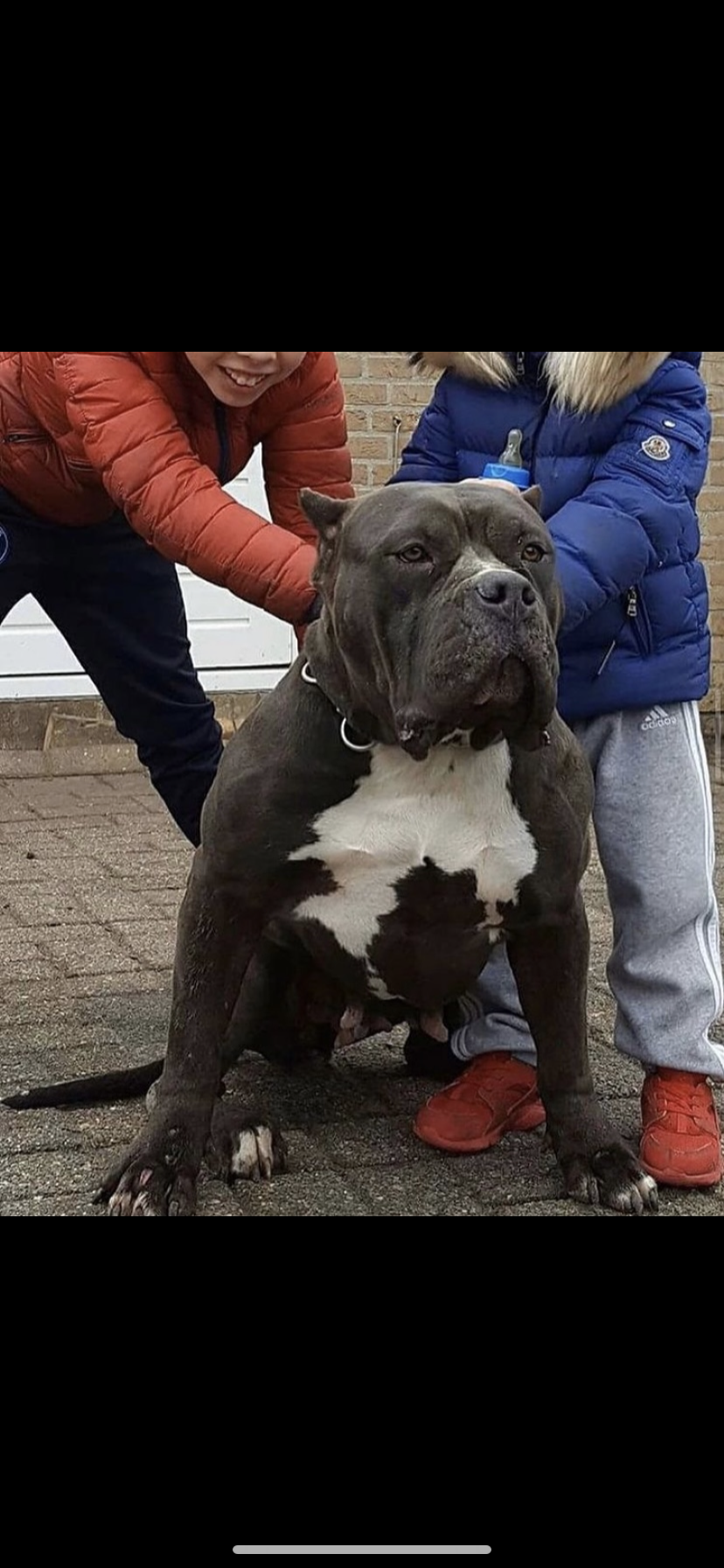 Dog Featured Image